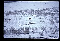 10012-00004-Brown, Kodiak or Grizzly Bear.jpg