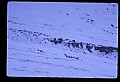 10012-00005-Brown, Kodiak or Grizzly Bear.jpg