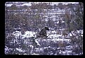 10012-00006-Brown, Kodiak or Grizzly Bear.jpg