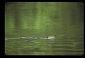 10035-00001-Beaver, Caster canadensis.jpg