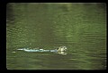 10035-00002-Beaver, Caster canadensis.jpg