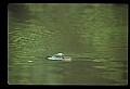 10035-00003-Beaver, Caster canadensis.jpg