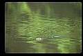 10035-00004-Beaver, Caster canadensis.jpg