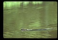 10035-00005-Beaver, Caster canadensis.jpg