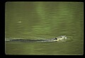 10035-00006-Beaver, Caster canadensis.jpg