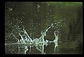 10035-00007-Beaver, Caster canadensis.jpg