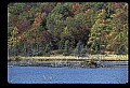 10035-00009-Beaver, Caster canadensis.jpg