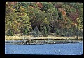 10035-00010-Beaver, Caster canadensis.jpg
