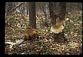 10035-00013-Beaver, Caster canadensis.jpg