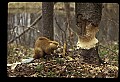 10035-00019-Beaver, Caster canadensis.jpg