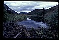 10035-00020-Beaver, Caster canadensis.jpg
