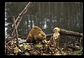 10035-00021-Beaver, Caster canadensis.jpg
