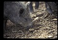 10045-00019-Wild Boar, Sus scrofa.jpg