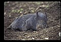 10045-00020-Wild Boar, Sus scrofa.jpg