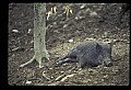 10045-00023-Wild Boar, Sus scrofa.jpg