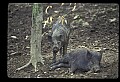 10045-00025-Wild Boar, Sus scrofa.jpg