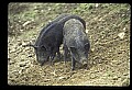 10045-00026-Wild Boar, Sus scrofa.jpg