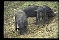 10045-00033-Wild Boar, Sus scrofa.jpg