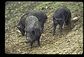 10045-00034-Wild Boar, Sus scrofa.jpg