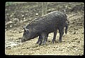 10045-00037-Wild Boar, Sus scrofa.jpg