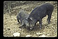 10045-00038-Wild Boar, Sus scrofa.jpg