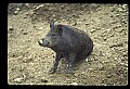 10045-00040-Wild Boar, Sus scrofa.jpg