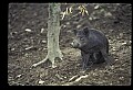 10045-00041-Wild Boar, Sus scrofa.jpg