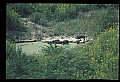 10045-00046-Wild Boar, Sus scrofa.jpg