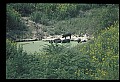 10045-00047-Wild Boar, Sus scrofa.jpg