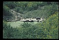 10045-00048-Wild Boar, Sus scrofa.jpg
