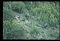 10045-00049-Wild Boar, Sus scrofa.jpg
