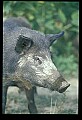 10045-00053-Wild Boar, Sus scrofa.jpg