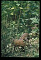 10045-00054-Wild Boar, Sus scrofa.jpg