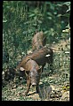 10045-00055-Wild Boar, Sus scrofa.jpg