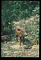 10045-00056-Wild Boar, Sus scrofa.jpg
