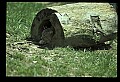 10050-00006-Bobcat, Felis rufus and Lynx, Felis lynx.jpg