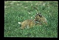10050-00009-Bobcat, Felis rufus and Lynx, Felis lynx.jpg