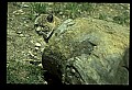 10050-00011-Bobcat, Felis rufus and Lynx, Felis lynx.jpg