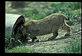 10050-00023-Bobcat, Felis rufus and Lynx, Felis lynx.jpg