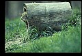 10050-00024-Bobcat, Felis rufus and Lynx, Felis lynx.jpg