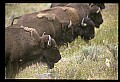 10055-00075-American Bison or Buffalo, Bison bison.jpg