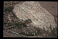10058-00003-Chipmunks.jpg