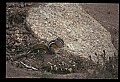 10058-00004-Chipmunks.jpg