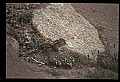 10058-00005-Chipmunks.jpg