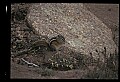 10058-00006-Chipmunks.jpg
