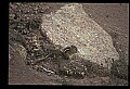10058-00007-Chipmunks.jpg