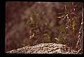 10058-00008-Chipmunks.jpg