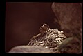 10058-00009-Chipmunks.jpg