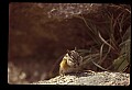 10058-00010-Chipmunks.jpg