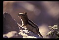 10058-00013-Chipmunks.jpg